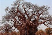 Falls Tour and Monde Village Tour